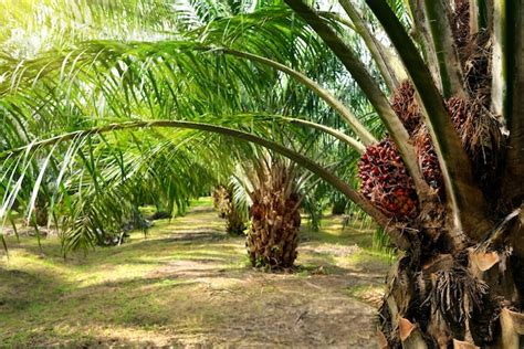 Premium Photo | Oil palm plantation, oil palm seeding