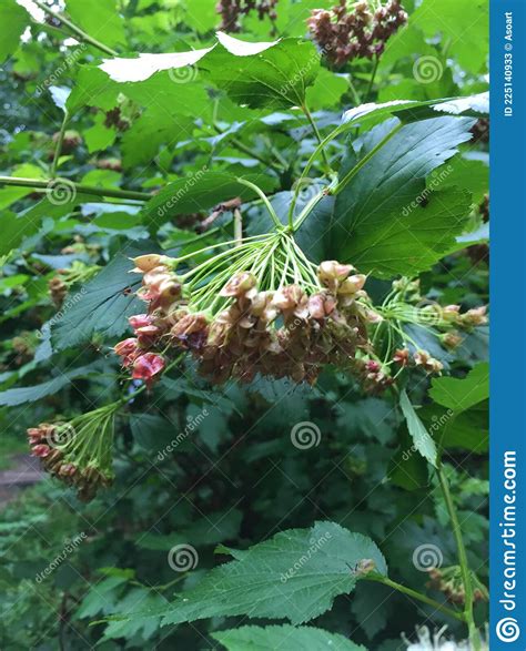 Bush of Pacific Ninebark with Bright Seeds and Leaves Stock Image - Image of clos, bush: 225140933