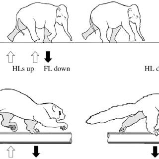 Ambling gait cycle in an Asian elephant (Elephas maximus) (top) [traced... | Download Scientific ...