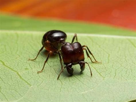 Big-Headed Ant Removal - Get Rid of Ants in Milwaukee, WI