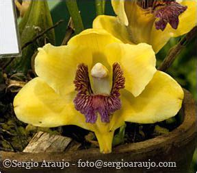 Brazilian Orchids - Bifrenaria Harrisoniae | Orchids, Plants, Brazilians