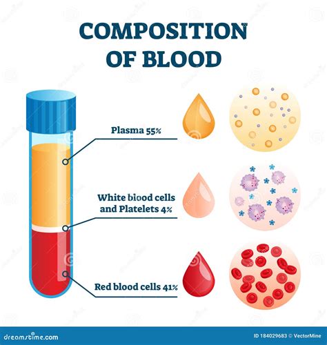 White Blood Cells Diagram Labelled