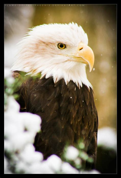 Bald Eagle: Snow by Flame-of-the-Phoenix on DeviantArt