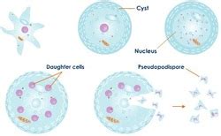 Reproduction - Amoeba