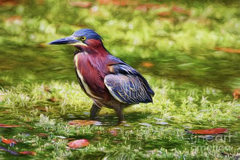 Sanibel Green Heron Painting by Deborah Benoit - Fine Art America