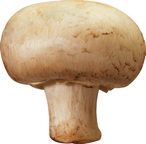 Mushroom PNG image