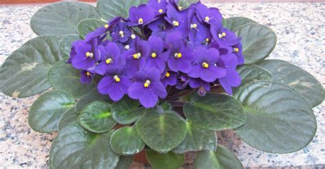 Gesneriaceae — In Defense of Plants