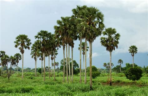 Borassus aethiopum (Borassus palm, African fan palm, Selati palm)