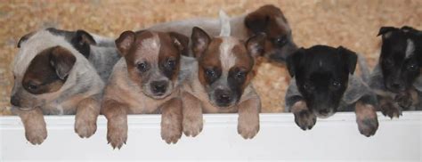 Miniature Blue Heeler Puppies, Mini Heeler Puppies For Sale