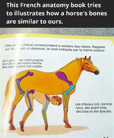 How our skeletons compare to horses. : r/MLPLounge