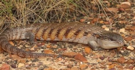 Northern Blue-tongue Skink | Our Animals | Oakvale Wildlife