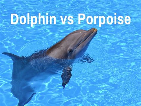 5 Key Differences Between a Dolphin and Porpoise - Tony Florida