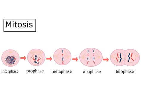 The four Mitosis Phases.Prophase, metaphase, anaphase, and telophase ...