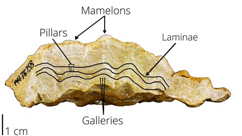 Stromatoporoid or Stromatolite? - Fossil ID - The Fossil Forum