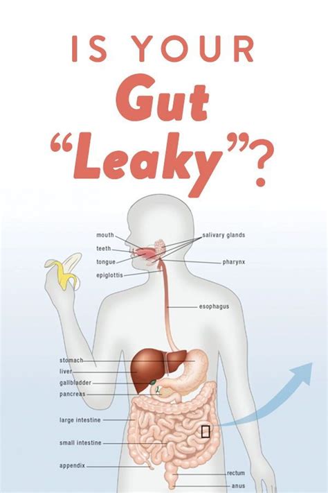 What Is A Leaky Gut? (And How Can It Cause So Many Health Issues?) | Leaky gut symptoms, Leaky ...