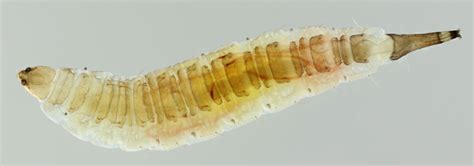 Diptera.info - Discussion Forum: Psychoda surcoufi larva (indoors)