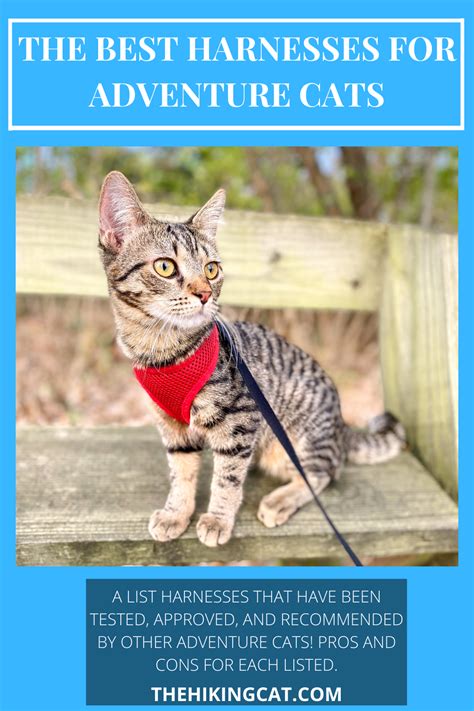 Best Harnesses For Adventure Cats in 2021 | Adventure cat, Cat safety, Cat harness