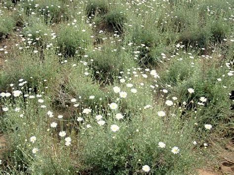 pyrethrum | Definition, Description, Insecticide, & Species | Britannica.com