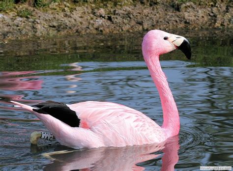 Identify Andean Flamingo - Wildfowl Photography.