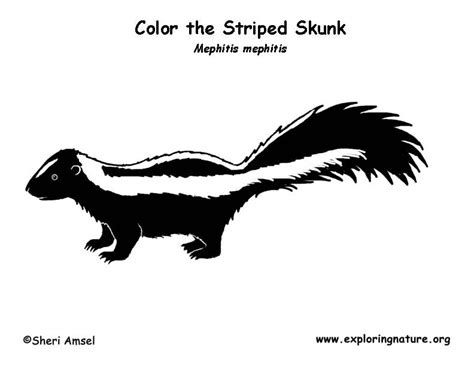 Skunk Coloring Pages