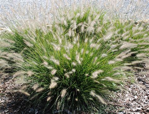 Ornamental Grasses: Update Your Curb Appeal with Just One Plant Front ...