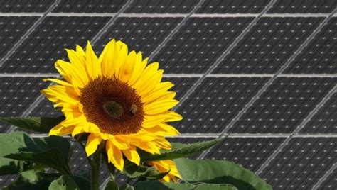 Sunflower-inspired solar panels track sun without motors | Matter Of Trust