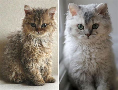 Twitterers have fallen in love with these Selkirk Rex kittens – Michael ...