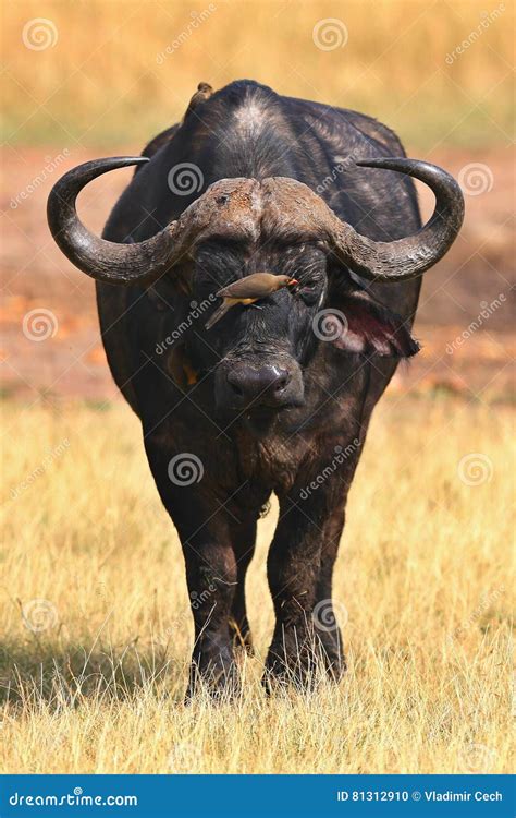 Buffalo in the Dry Nature Habitat Stock Photo - Image of dangereous ...