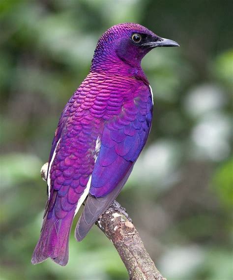 Violet-backed Starling from Africa | Beautiful birds, Most beautiful ...