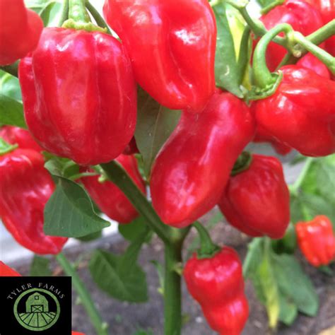 Caribbean Red Habanero Pepper Seeds | Tyler Farms