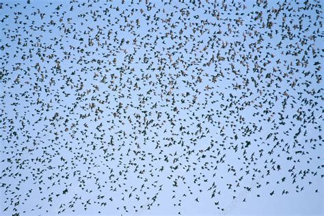 Flock of Starlings - Stock Image - Z892/0533 - Science Photo Library