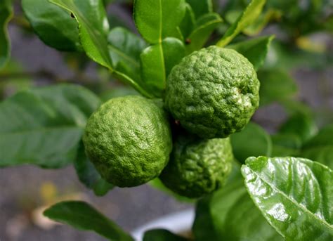 Repotting Citrus in My Planters from QVC - The Martha Stewart Blog