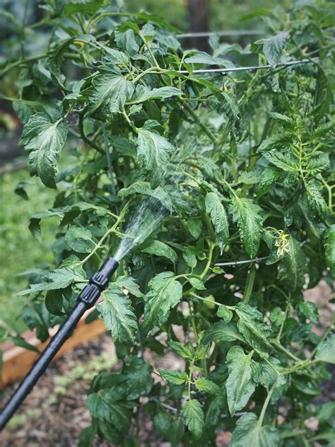 How to Use Neem Oil on Tomato Plants - The Homesteading RD