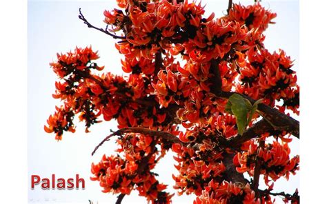 Flowers of Bangladesh: Palash