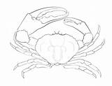 Printable Crab coloring Page  Download Print Or Color Online For Free sketch template