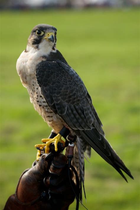 Peregrine Falcon ~ the biggest "little bird" to visit us | Peregrine falcon, Peregrine, Falconry ...