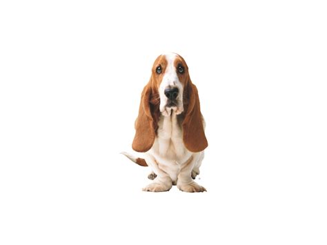 Free Basset Hound PNG Transparent Images, Download Free Basset Hound ...