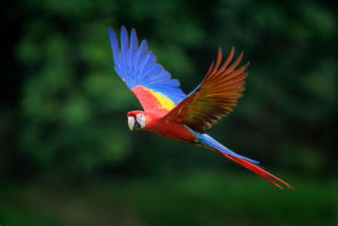 Scarlet Macaw Care Guide - Diet, Lifespan & More » Petsoid