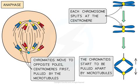 Mitosis Anaphase Stage