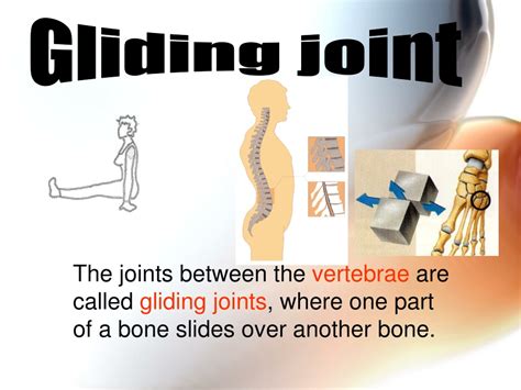 Gliding Joints Are Found In Which Structures