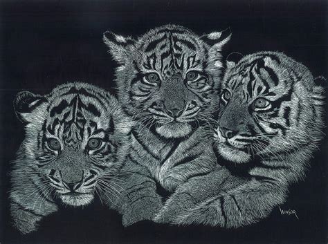 Tiger Cubs Drawing by Don Winsor