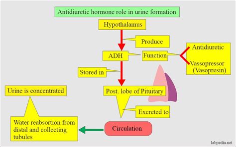 Antidiuretic Hormone (ADH, Vasopressin, Arginine Vasopressin Hormone), Diabetes Insipidus ...