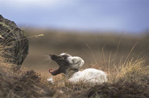 3840x2538 arctic fox 4k wallpaper computer | Animal | Tokkoro.com ...