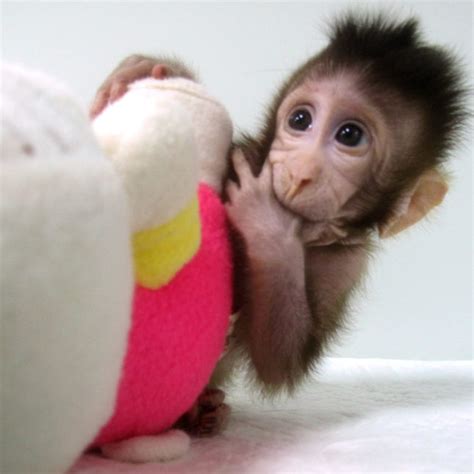 The first cloned monkeys are born. Will they speed research?