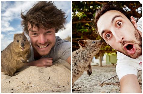 Head To Western Australia's Rottnest Island For A Selfie With Quokkas