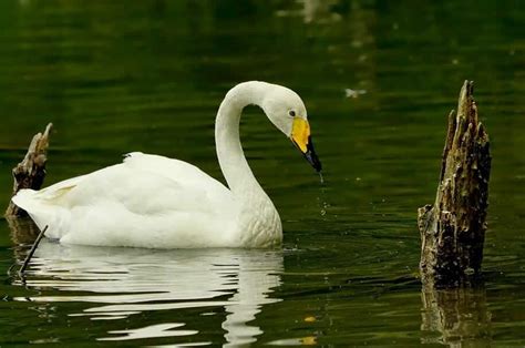 Species Of Swans & Their Ranges | Earth Life