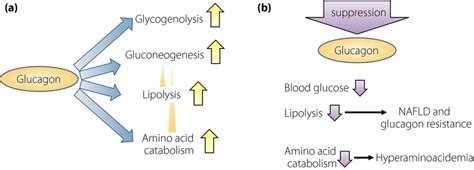 (a) Glucagon action and (b) the consequence of glucagon suppression ...