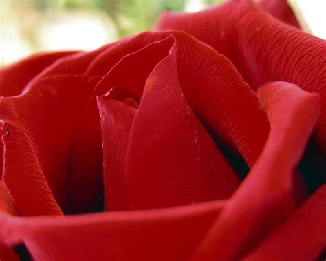 COOL WALLPAPERS: red rose love wallpaper