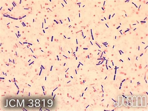 Lactobacillus Morphology