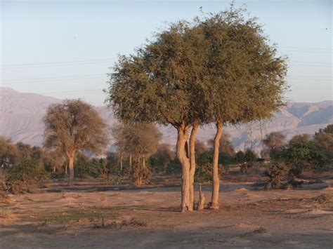 Prosopis cineraria - Alchetron, The Free Social Encyclopedia